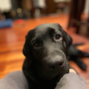 Meet your Posher, Rose